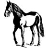 wallsticker hest - Stort udvalg af heste wallstickers
